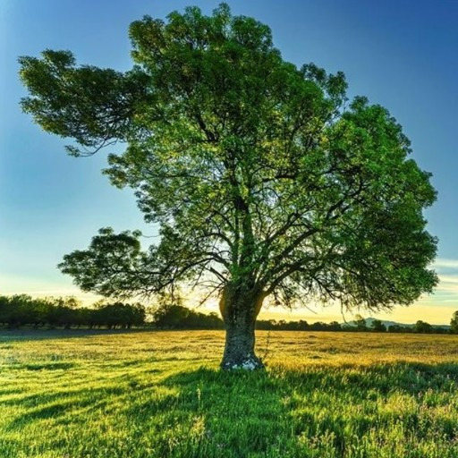 Photo d’Aline SALINGUE