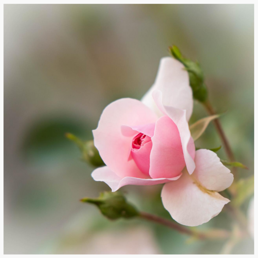 Photo de Thérèse LESUR